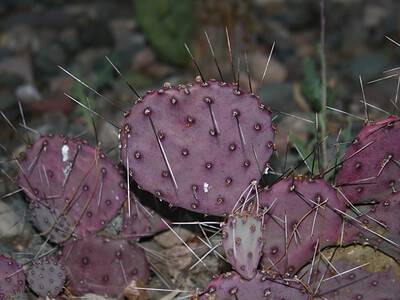 A 5 Types of Purple Cacti