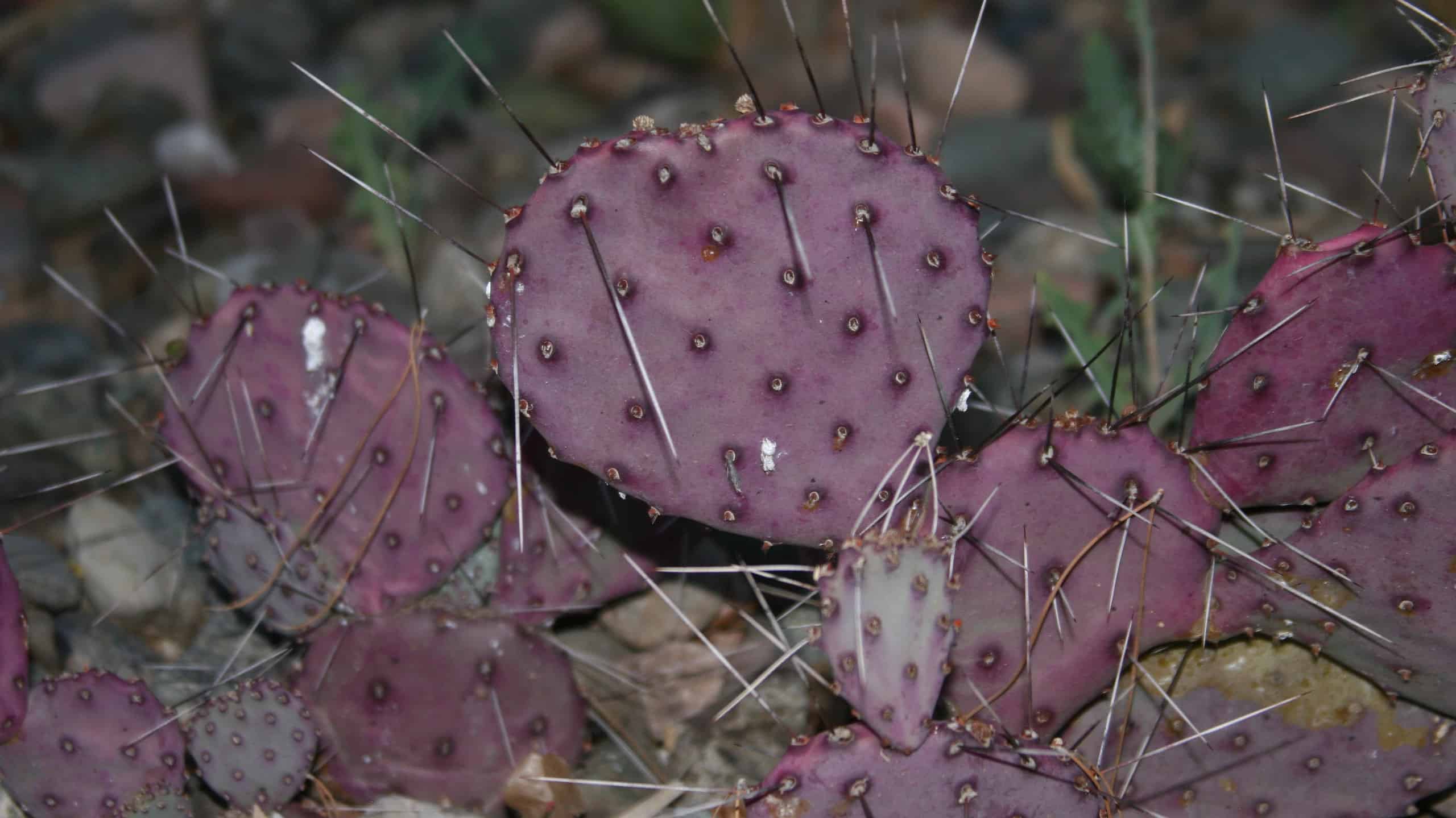 Purple prickly pear cactus, Opuntia macrocentra