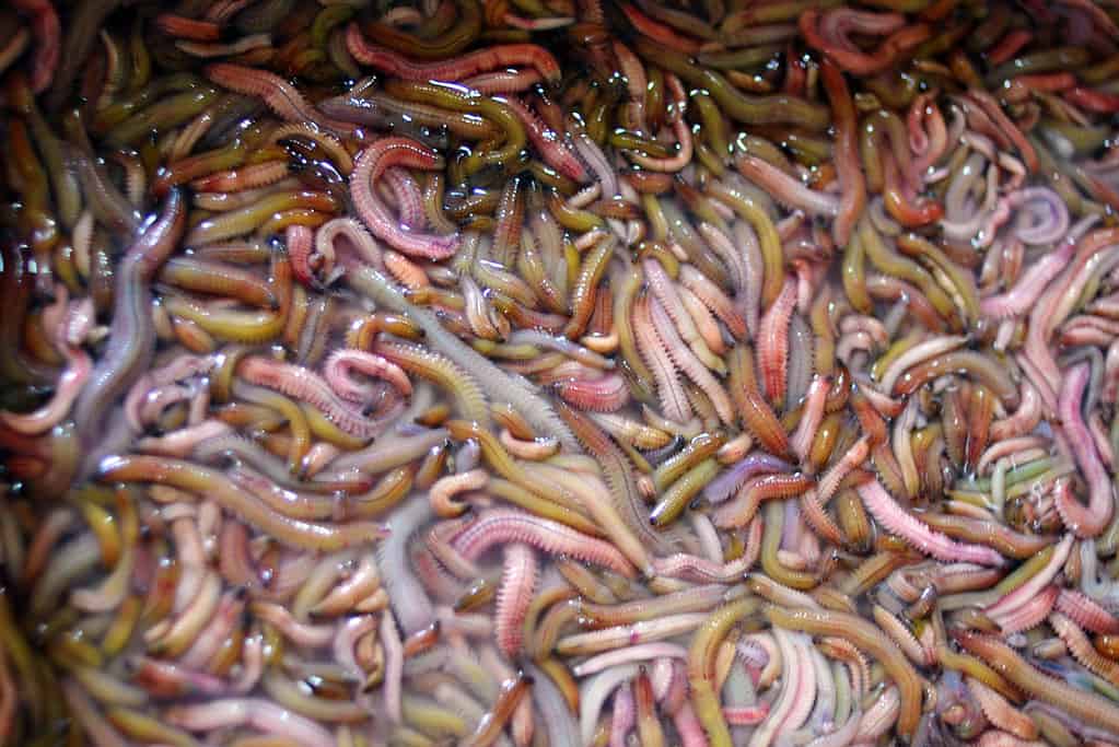 Sandworms.