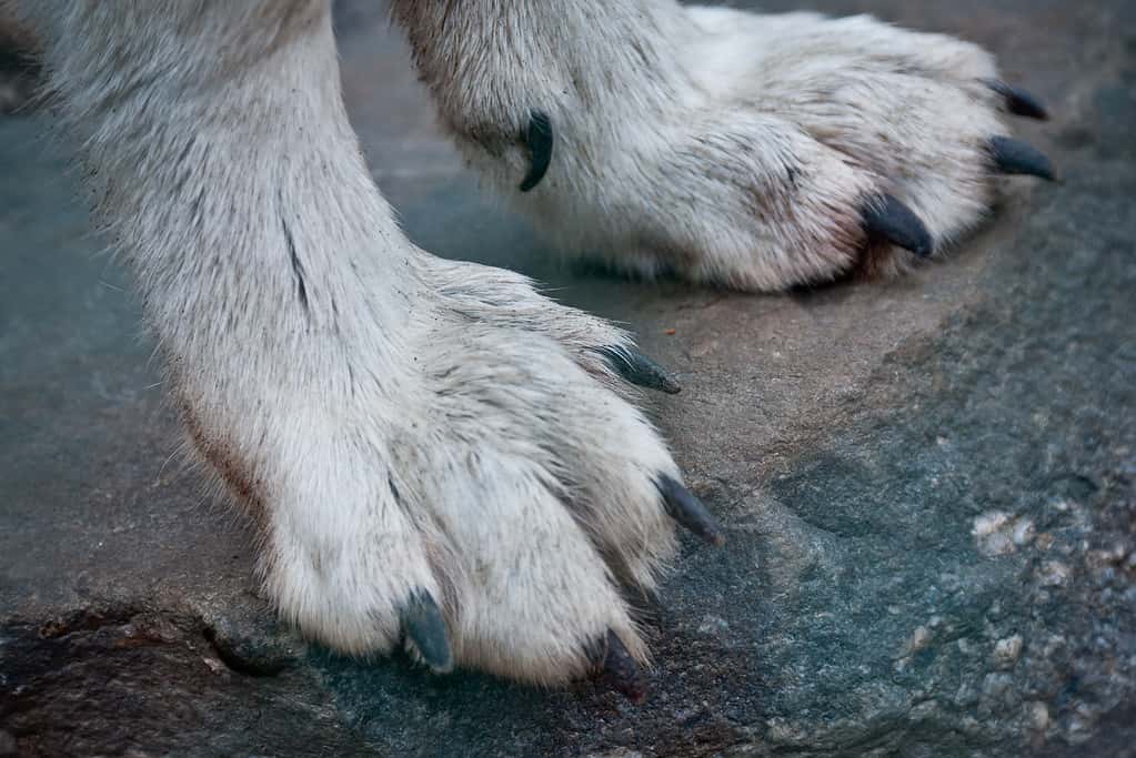 The paws of an arctic wolf