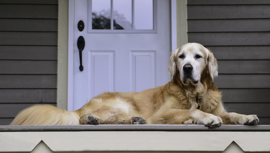 Golden retriever