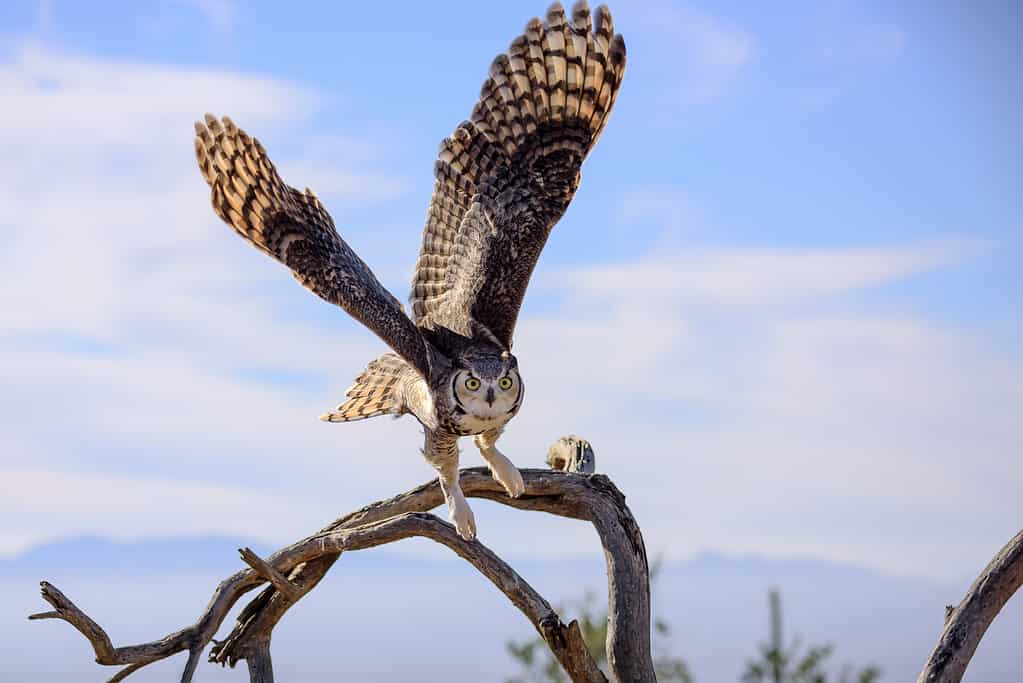 The great horned owl