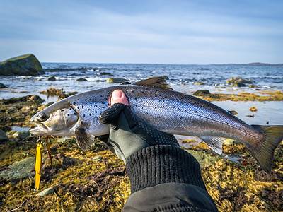 A Sea Trout