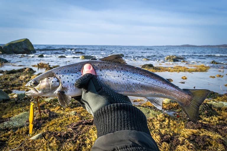 Sea Trout