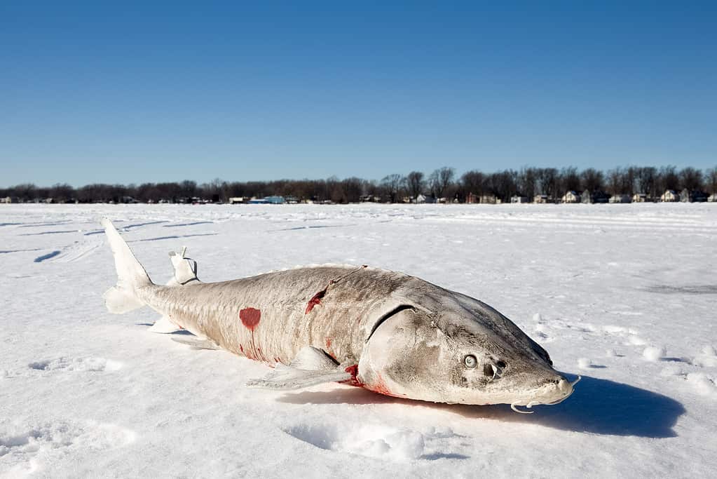 Sturgeon laying on a frozen lake soon after being caught.  Sturgeon are an ancient game fish.  This one was speared on Lake Winnebago, Wisconsin.