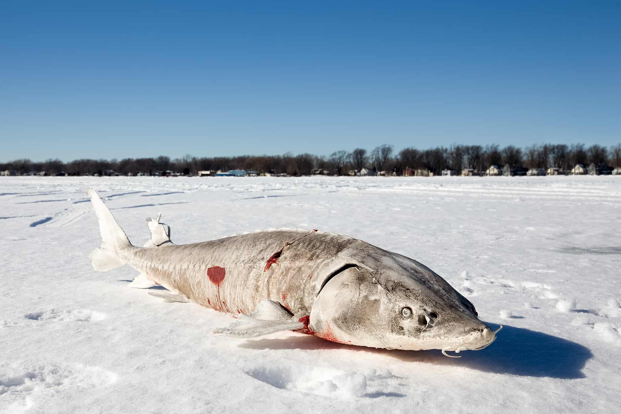 The Largest Fish Ever Caught in Michigan