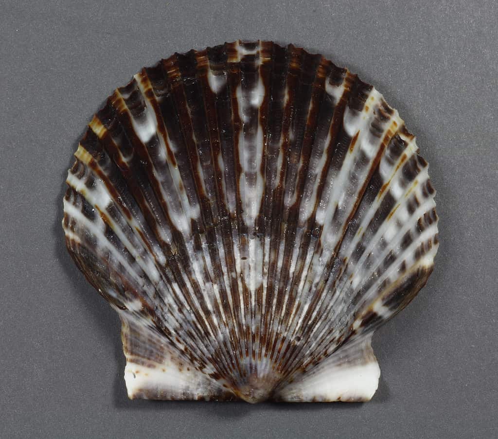 An Atlantic bay scallop (Argopecten irradians)