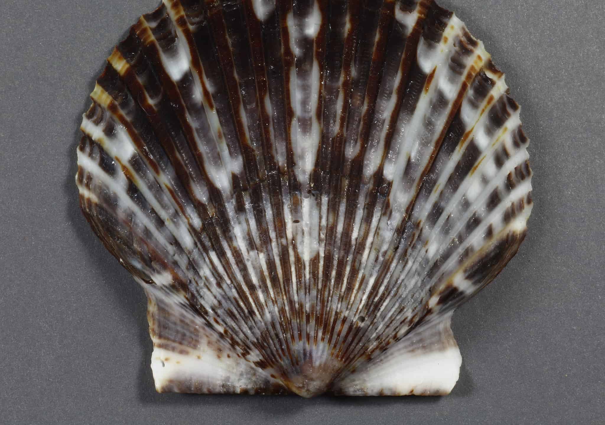 When Is Scallop Season in Florida? Timing and Bag Limits