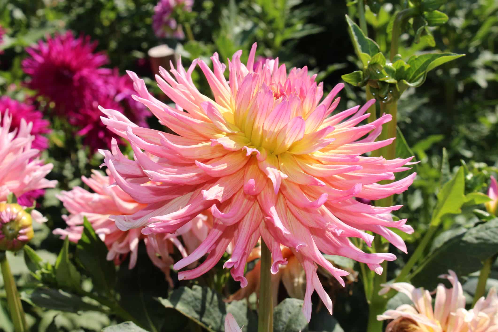 Dahlia ‘Alfred Grille’
