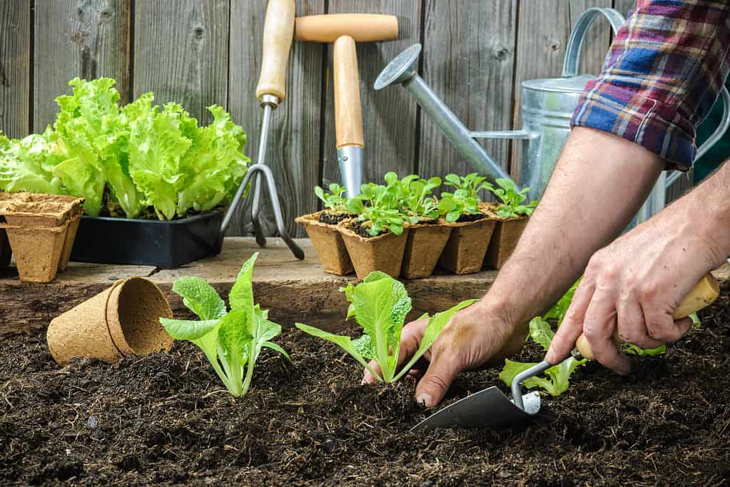 what to plant in august