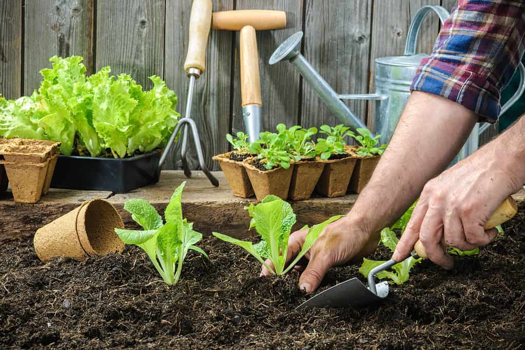 vegetables to plant in august