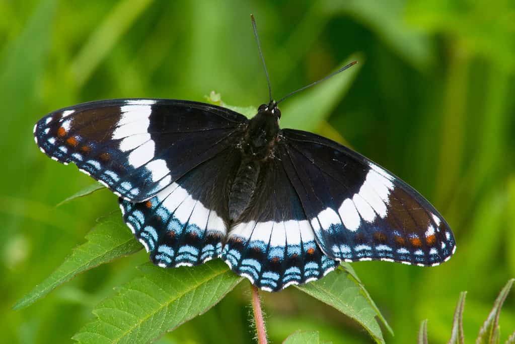 Petoskey Cairn with Michigan Butterflies