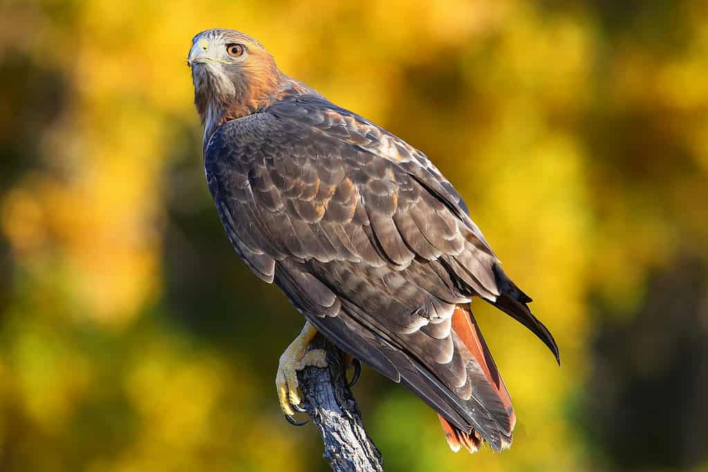 Red-tailed hawk (Buteo jamaicensis) sitting on a stick- birds that look like eagles