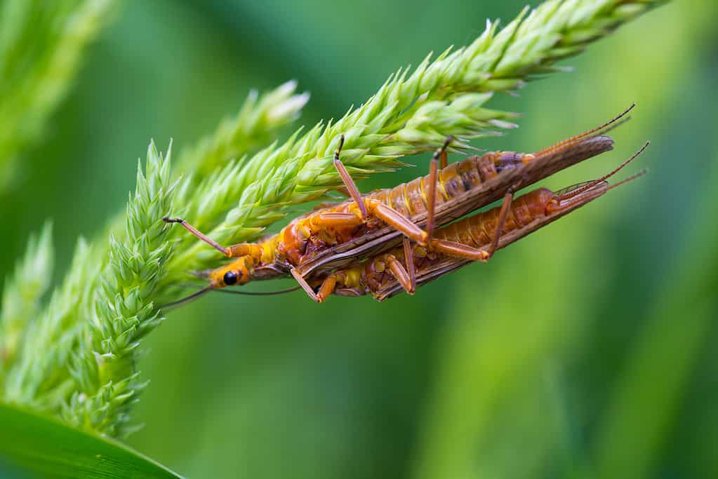 Salmonfly on a green plant