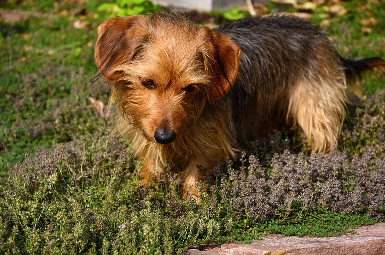 Spotted Dorkie (Yorkie - Dachshund Cross) standing at the side of a pond in a patch of purple flowering thyme.