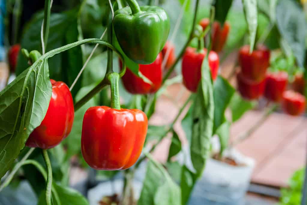 Red bell peppers