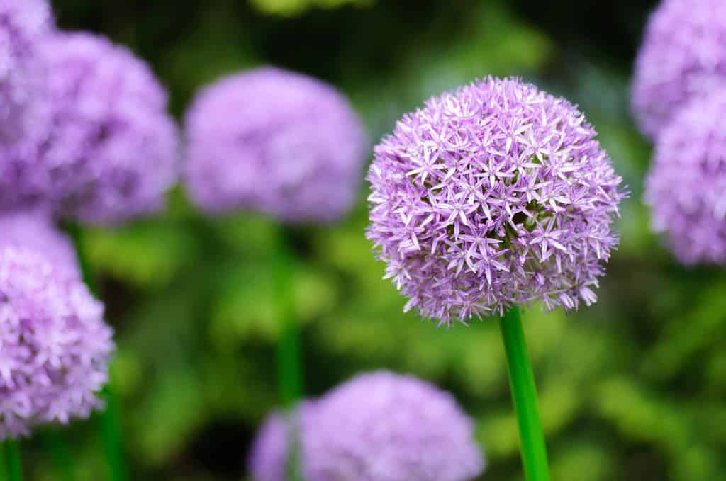 Giant Purple Allium Flowers in a garden