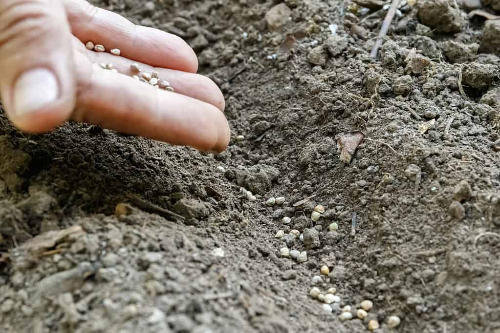 Planting carrot seeds