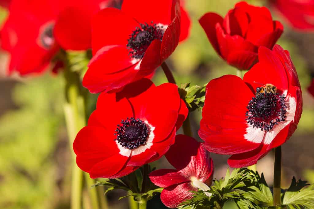 flowers to plant in may