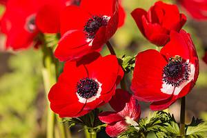 Discover The National Flower of Israel: Anemone Coronaria Picture