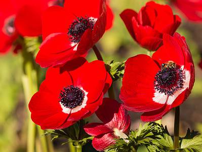 A Discover The National Flower of Israel: Anemone Coronaria