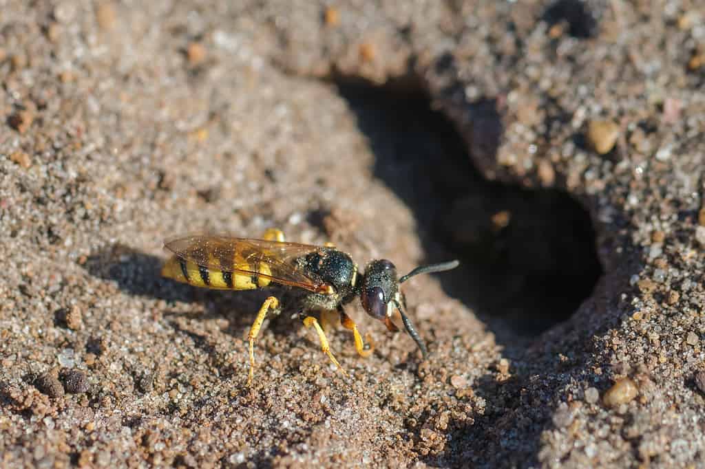 European beewolf wasp (Philanthus triangulum)