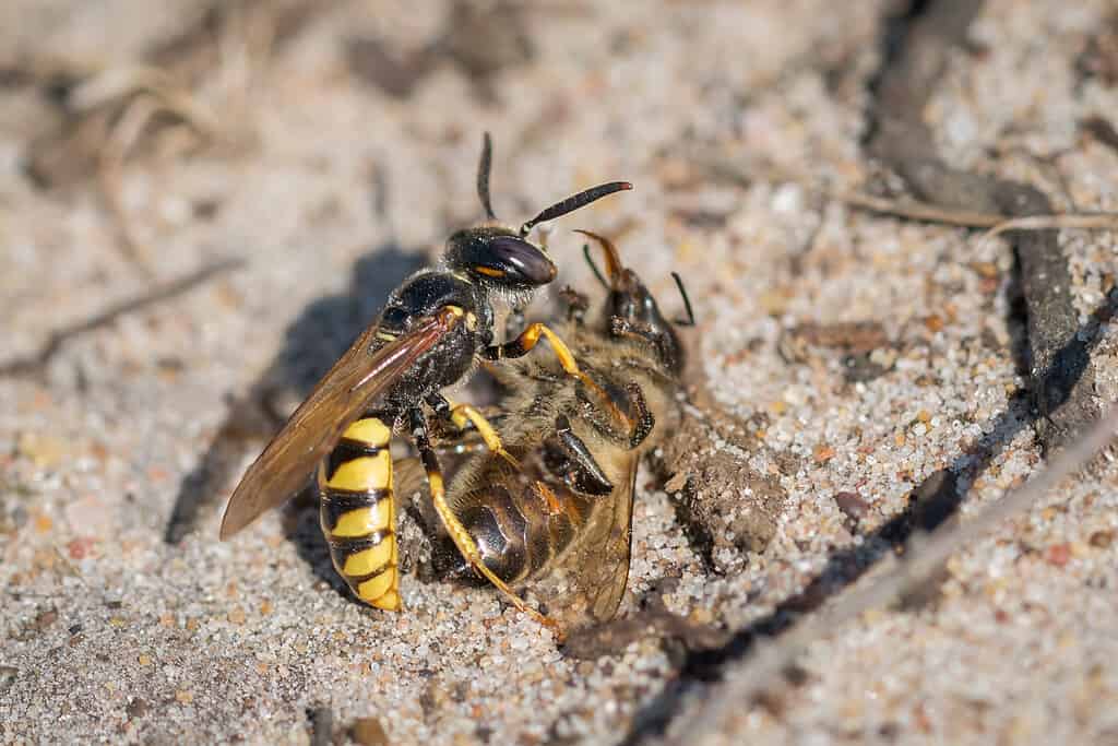 The European beewolf wasp (Philanthus triangulum) prey on bees