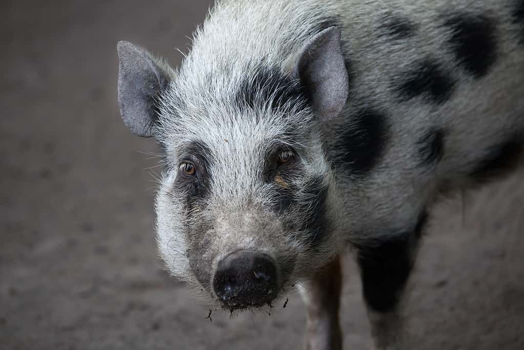 Gottingen Mini Pig