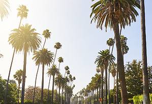 Palm Trees in California photo