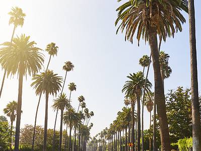 A Palm Trees in California