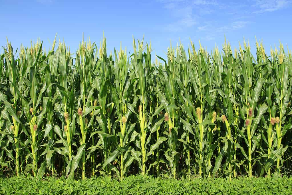 Corn thrives in a warm, sunny environment