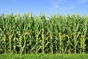 The Top 10 Countries That Grow the Most Corn in the World photo
