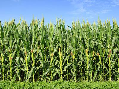 A The Top 10 Countries That Grow the Most Corn in the World