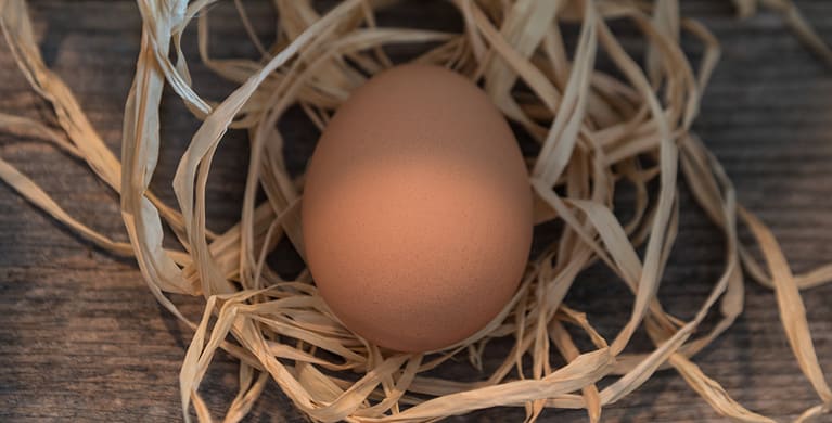chicken egg