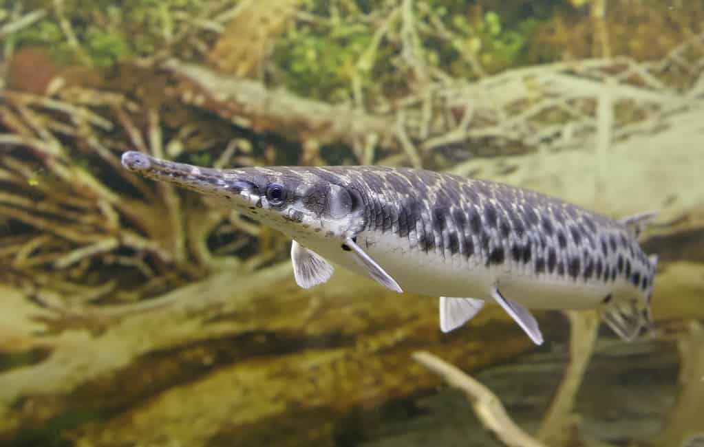 The largest longnose gar ever caught in Mississippi weighed 48 pounds 1 ounce