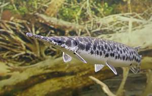 The Largest Longnose Gar Ever Caught in Michigan was a Prehistoric Wonder Picture