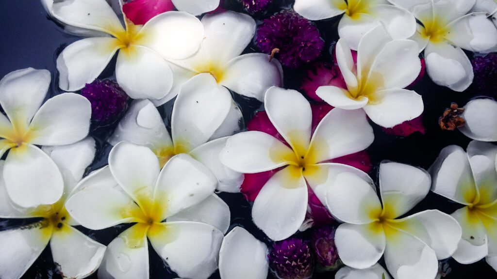 Many sacuanjoche flowers bunched together and submerged in water