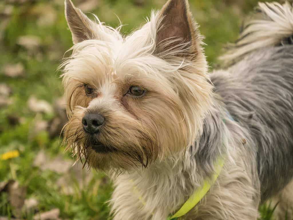 Yorkie Pom Knows He Is Adorable