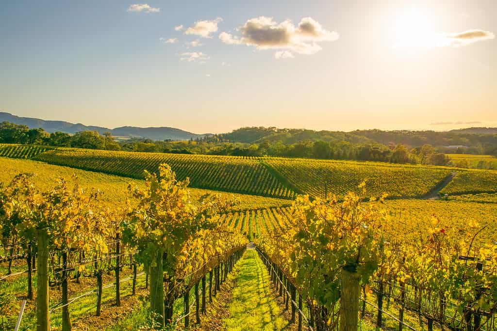 Beautiful fall colors found in a Vineyard in Napa, California.