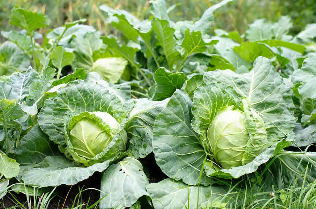 Cabbage prefers slightly acidic soil and full sun