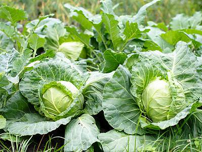 A The 18 Best Cabbage Companion Plants