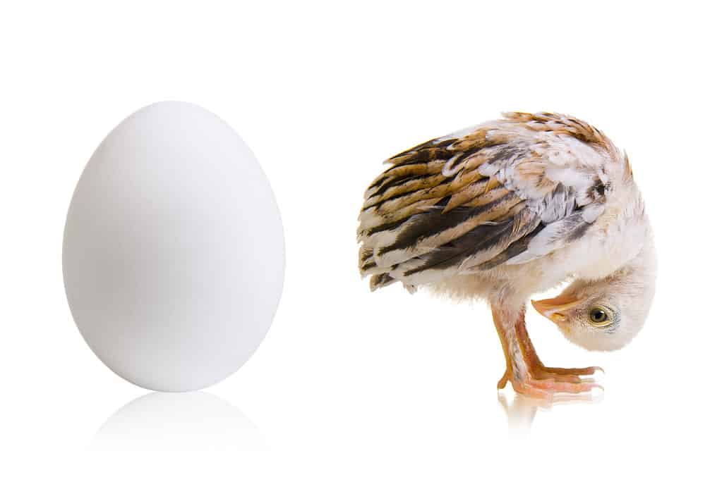 baby chick and egg