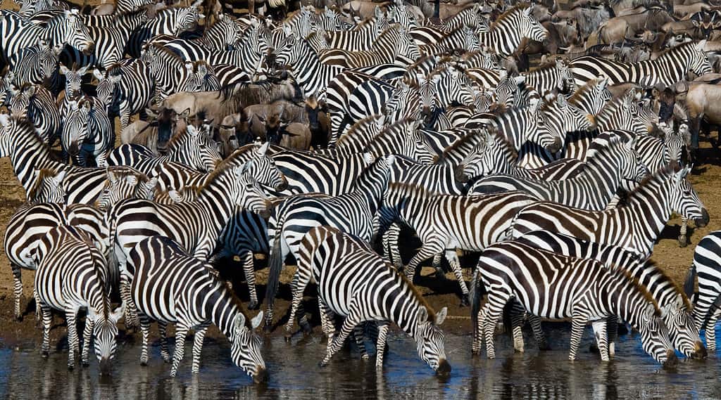 A zebra's stripes camouflage them among its herd