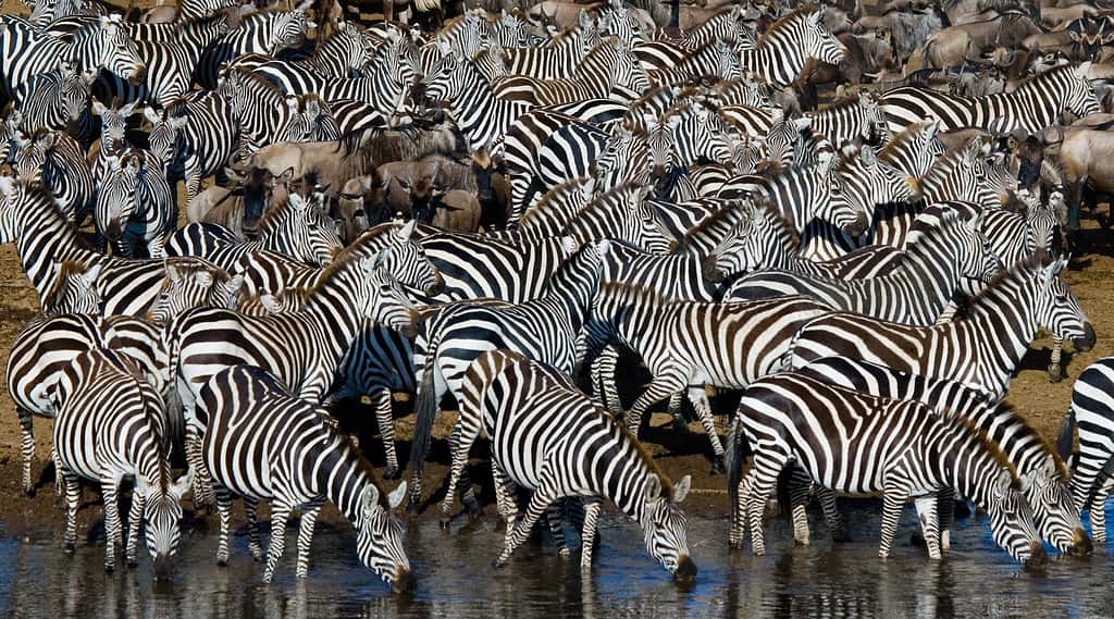 Watch This Fearless Zebra Refuse to Give Up and Escape the Jaws of ...