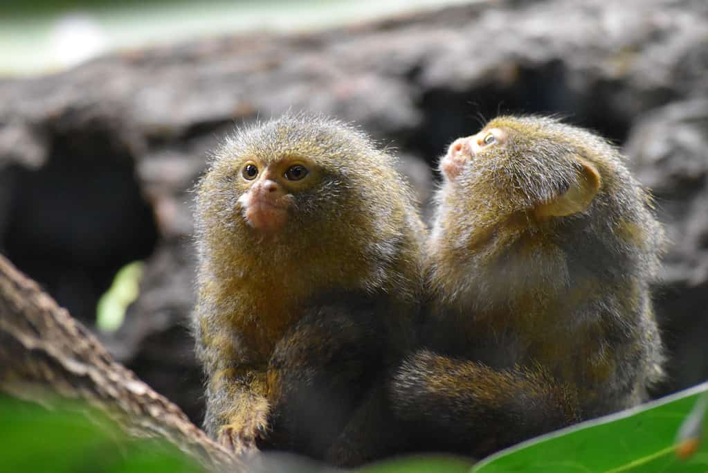 Pygmy marmosets