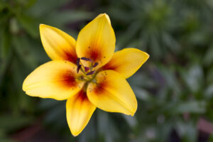 5 Types of Yellow Lilies Picture