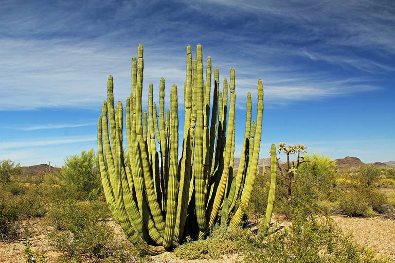 A Stenocereus thurberi or organ pipe cactus growing in the desert against a blue sky.