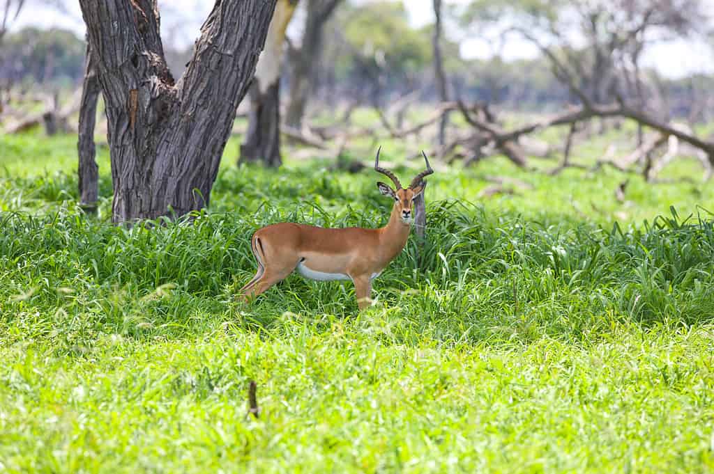Africa, Animal, Animal Wildlife, Animals In The Wild, Antelope