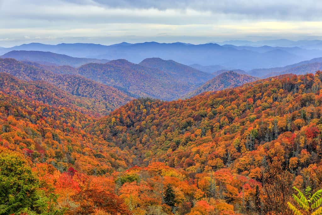 Autumn colors in Great Smoky Mountains National Park, North Carolina