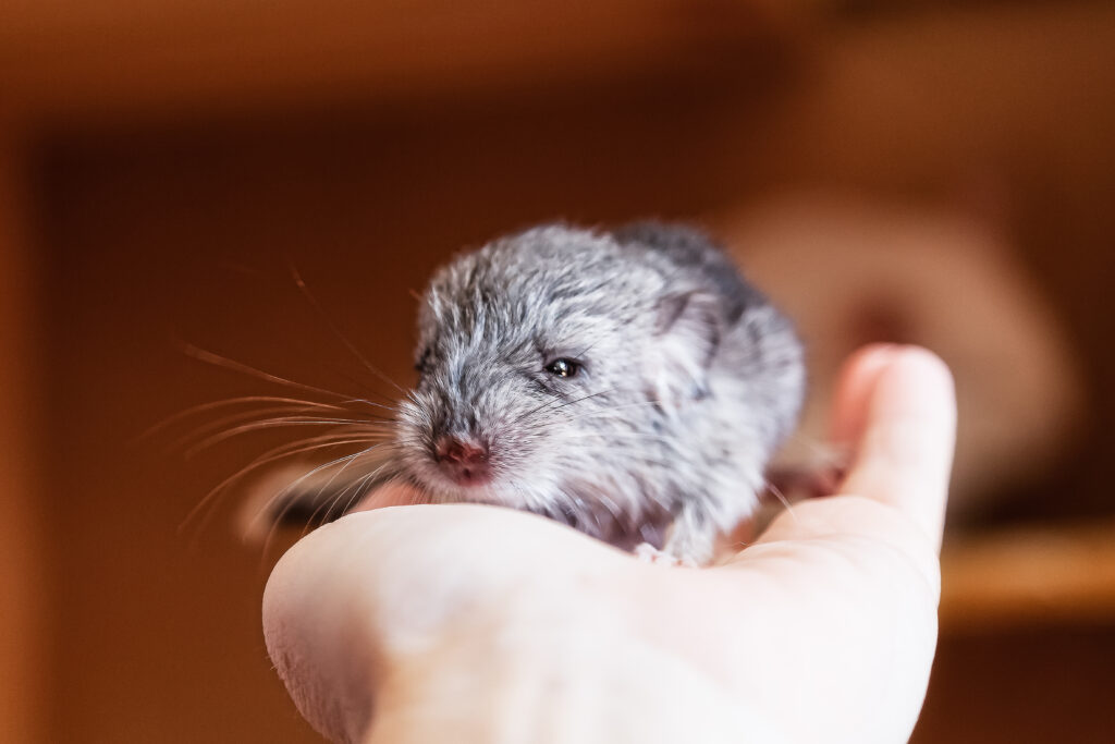 Baby chinchilla sitting in the palm of a human hand